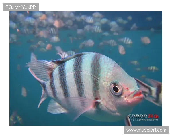 PA扑鱼游戏每日登录奖励和活动优惠详细介绍